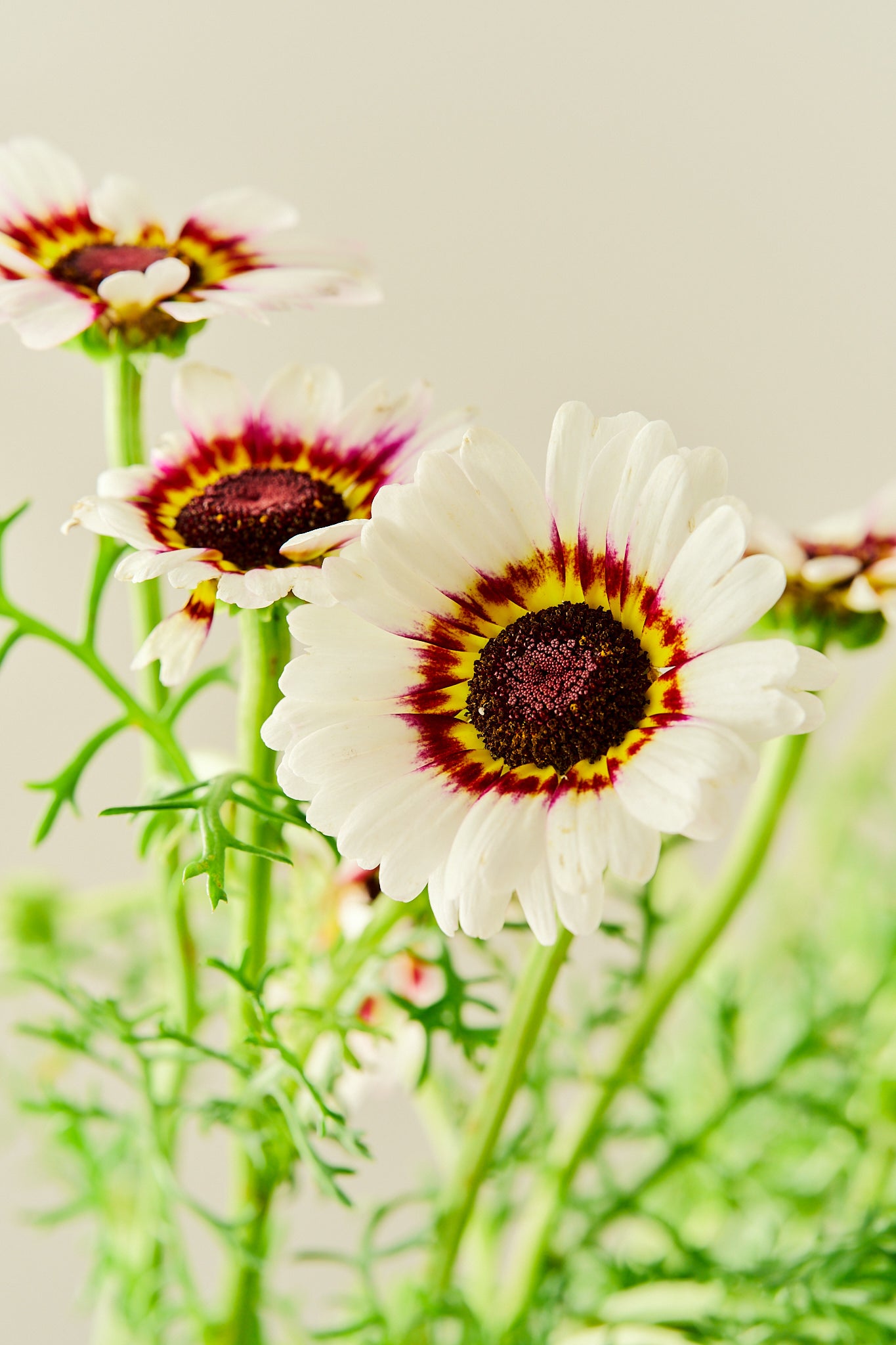 Okseøje 'Cockade' - frø - 1-årige sommerblomster - til din skærehave her vist på billede 1 fra Frk. Grønt