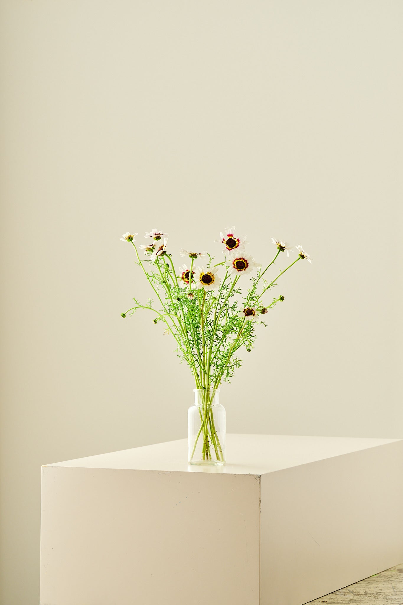 Okseøje 'Cockade' - frø - 1-årige sommerblomster - til din skærehave her vist på billede 11 fra Frk. Grønt