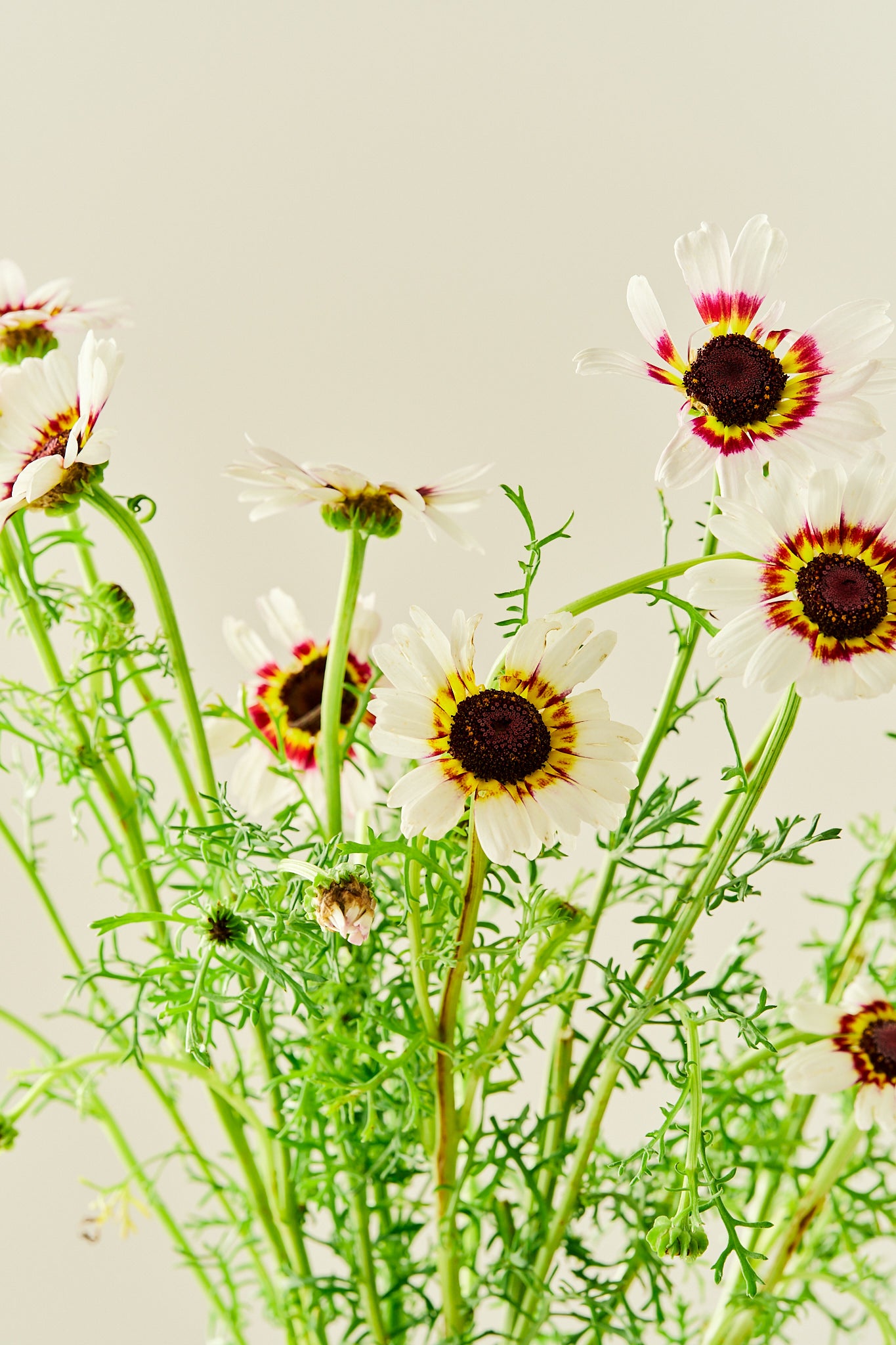 Okseøje 'Cockade' - frø - 1-årige sommerblomster - til din skærehave her vist på billede 2 fra Frk. Grønt