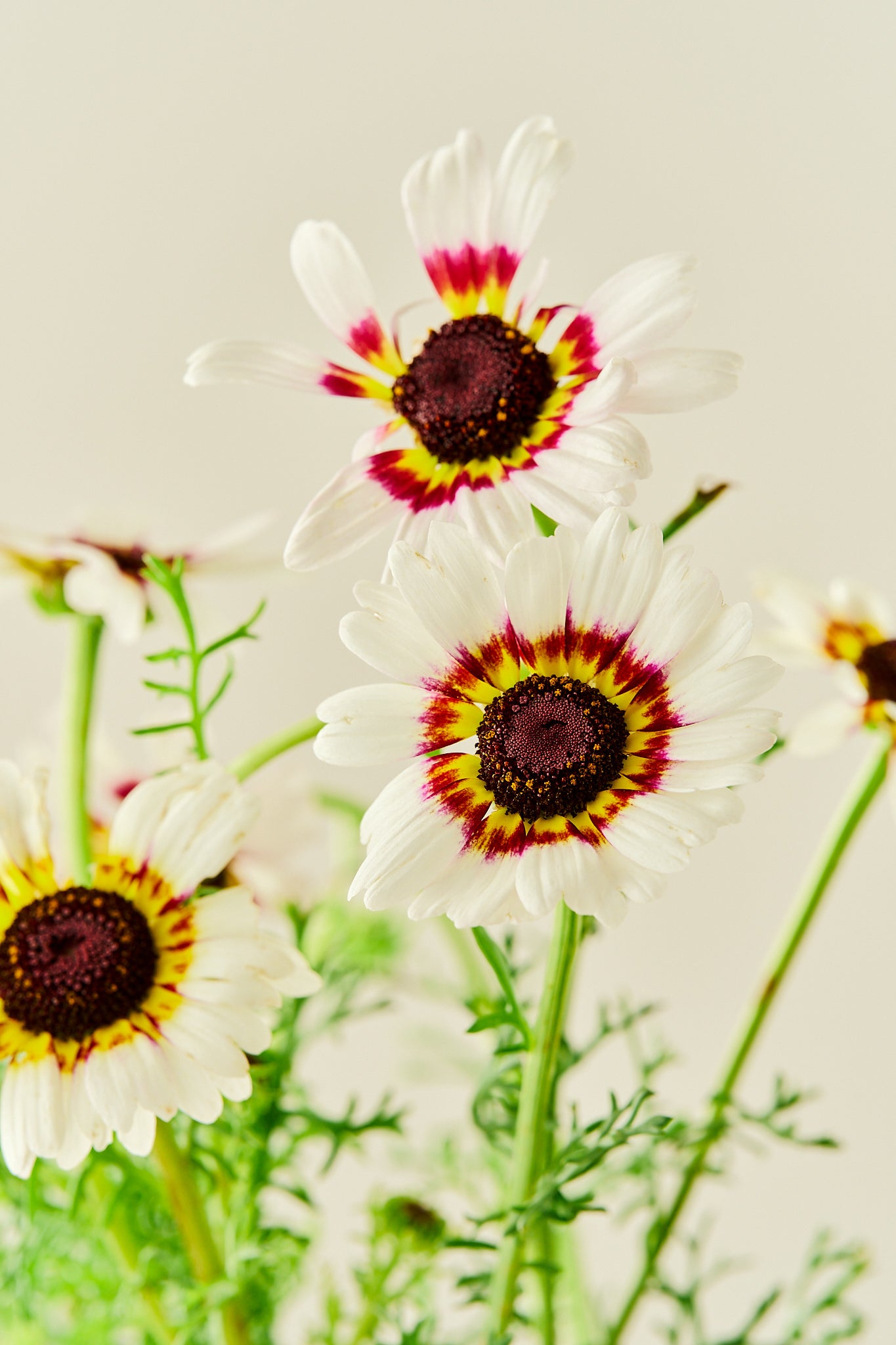 Okseøje 'Cockade' - frø - 1-årige sommerblomster - til din skærehave her vist på billede 3 fra Frk. Grønt