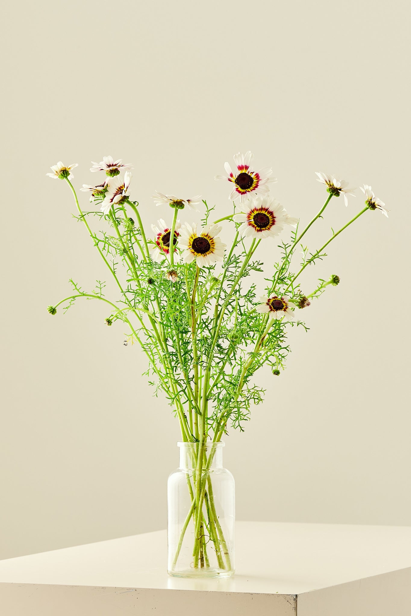 Okseøje 'Cockade' - frø - 1-årige sommerblomster - til din skærehave her vist på billede 4 fra Frk. Grønt
