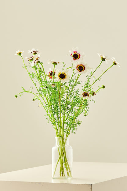 Okseøje 'Cockade' - frø - 1-årige sommerblomster - til din skærehave her vist på billede 4 fra Frk. Grønt