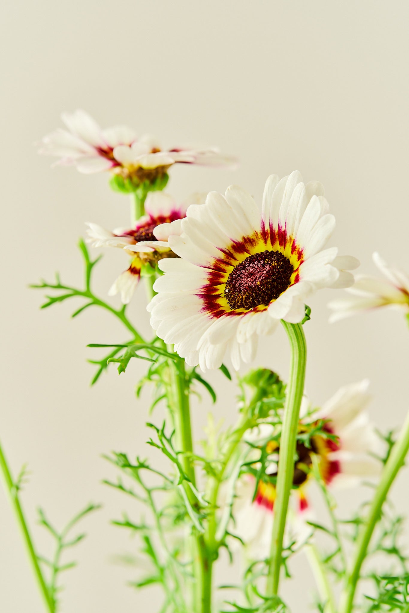 Okseøje 'Cockade' - frø - 1-årige sommerblomster - til din skærehave her vist på billede 5 fra Frk. Grønt