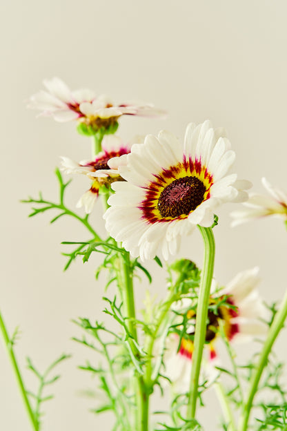 Okseøje 'Cockade' - frø - 1-årige sommerblomster - til din skærehave her vist på billede 5 fra Frk. Grønt