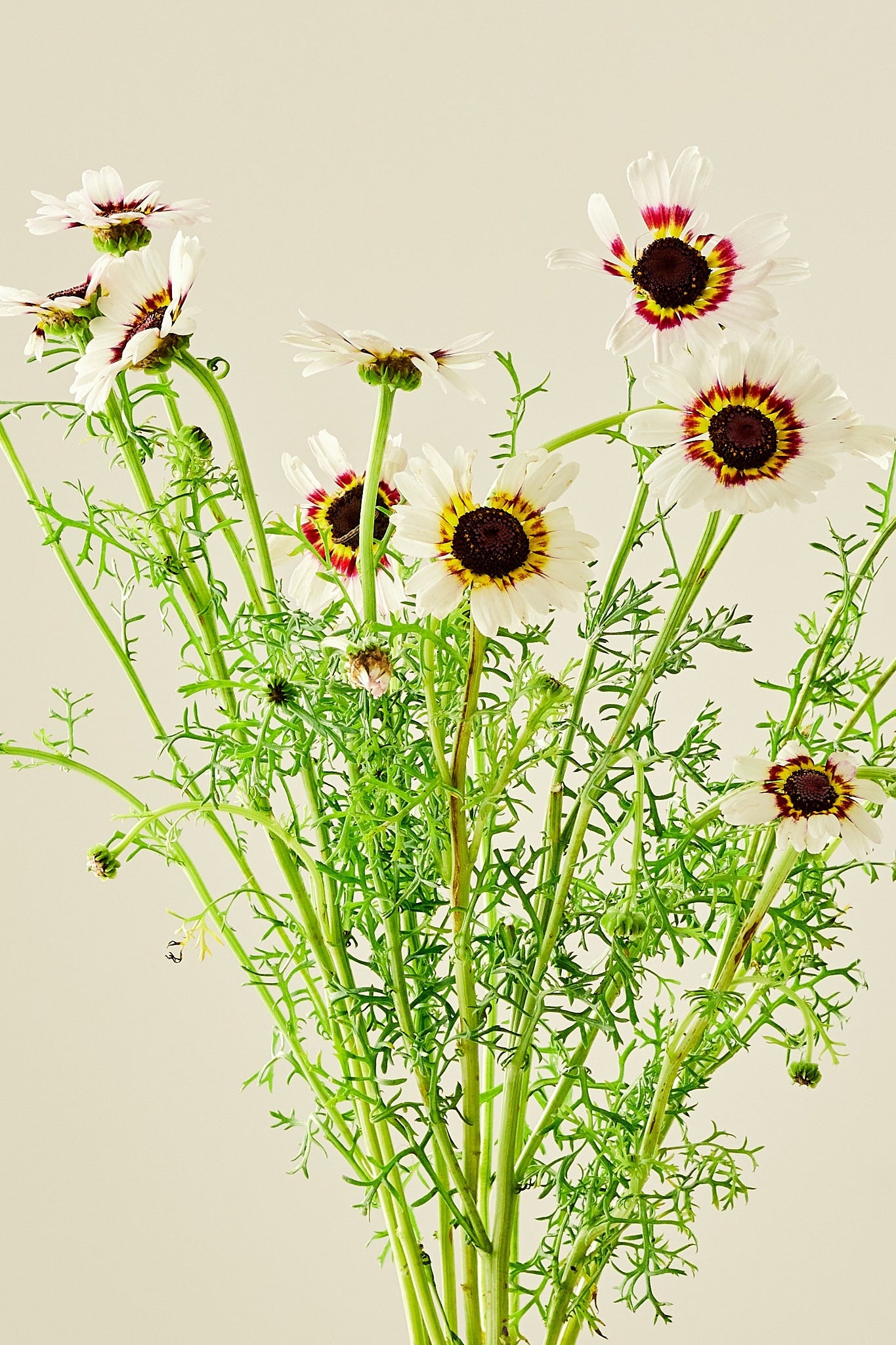 Okseøje 'Cockade' - frø - 1-årige sommerblomster - til din skærehave her vist på billede 6 fra Frk. Grønt