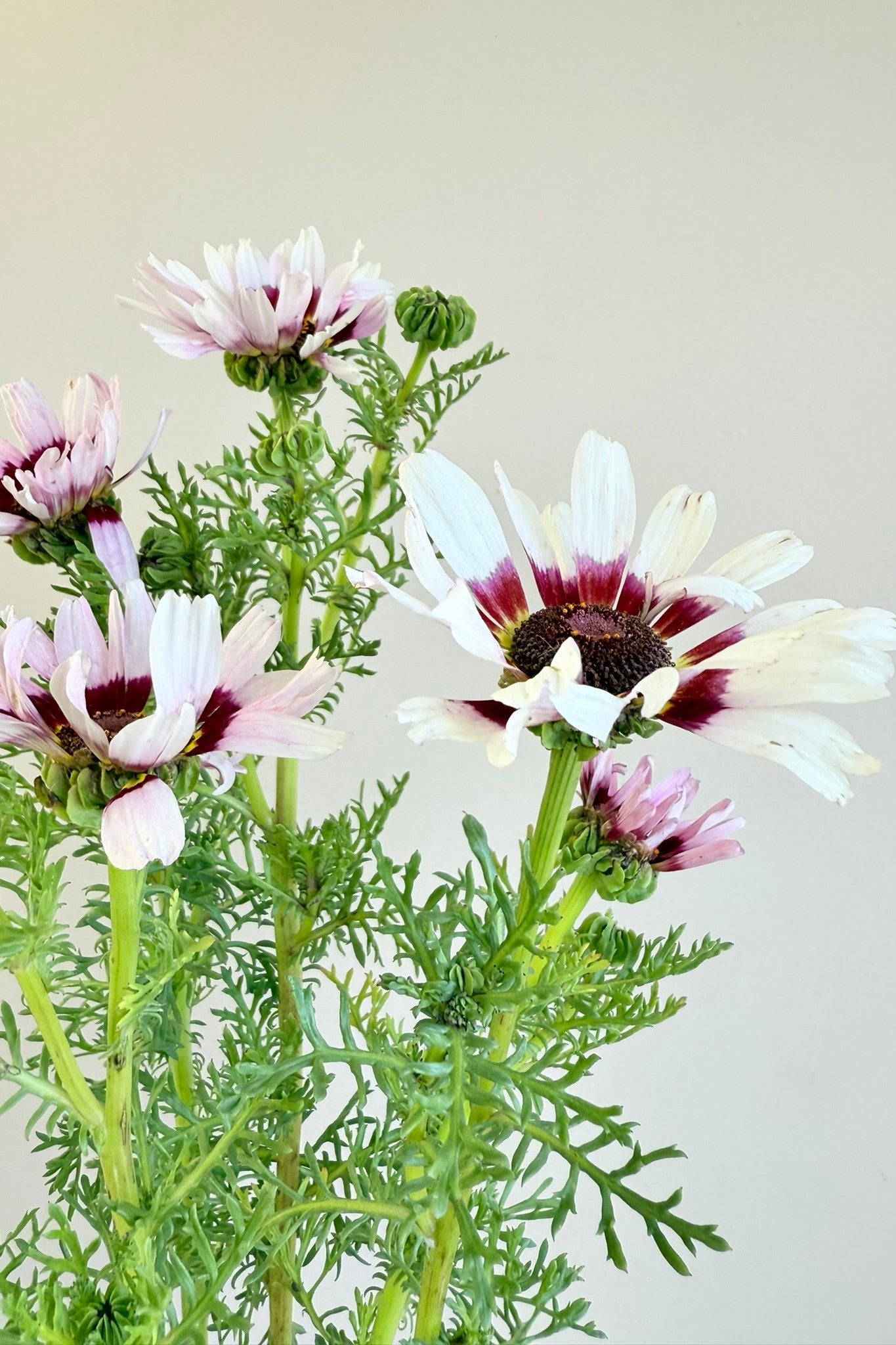 Okseøje 'Cockade' - frø - 1-årige sommerblomster - til din skærehave her vist på billede 8 fra Frk. Grønt