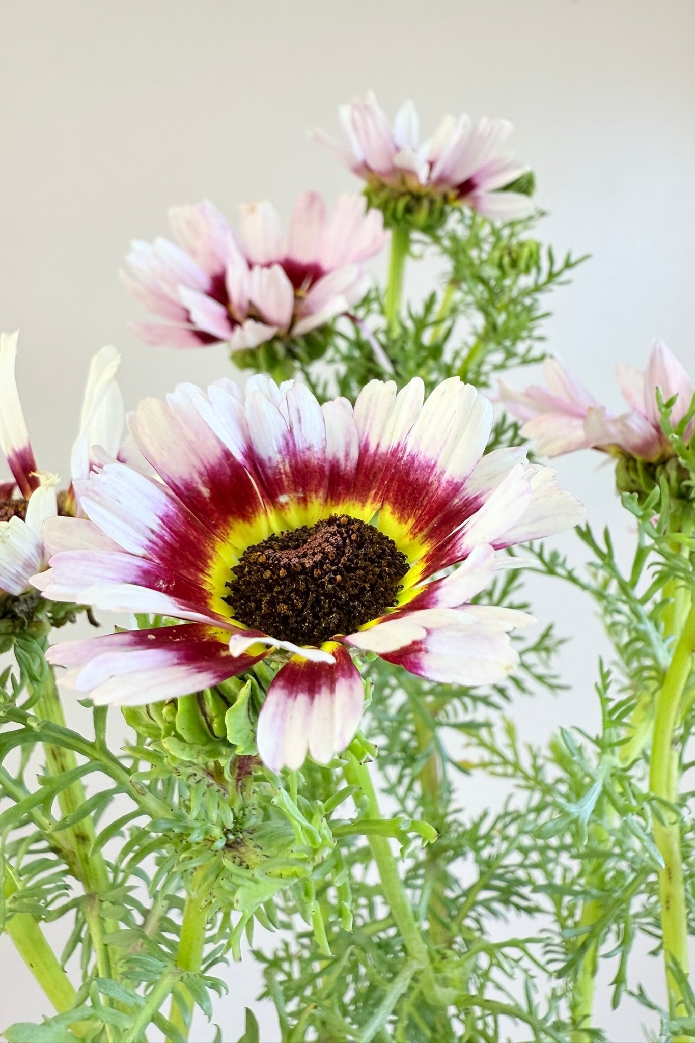 Okseøje 'Cockade' - frø - 1-årige sommerblomster - til din skærehave her vist på billede 9 fra Frk. Grønt