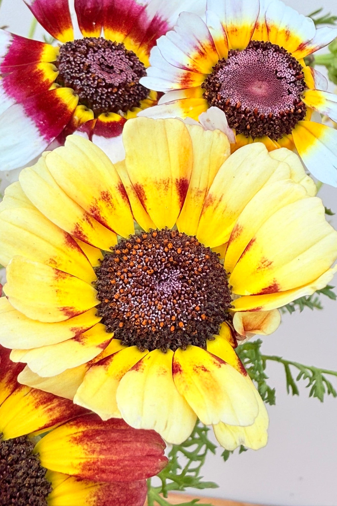Okseøje 'Rainbow mix' - frø - 1-årige sommerblomster - til din skærehave her vist på billede 10 fra Frk. Grønt