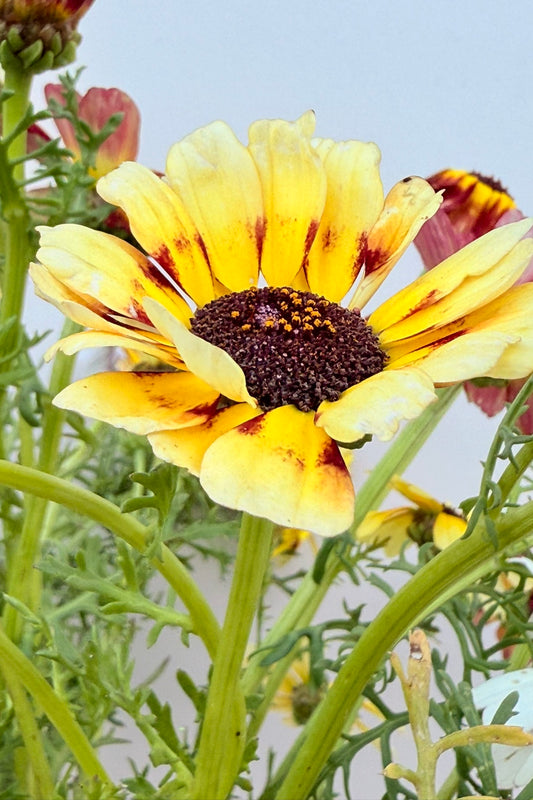 Okseøje 'Rainbow mix' - frø - 1-årige sommerblomster - til din skærehave her vist på billede 2 fra Frk. Grønt