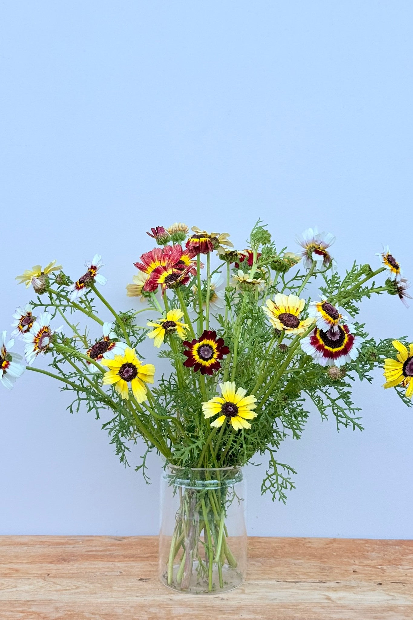Okseøje 'Rainbow mix' - frø - 1-årige sommerblomster - til din skærehave her vist på billede 4 fra Frk. Grønt