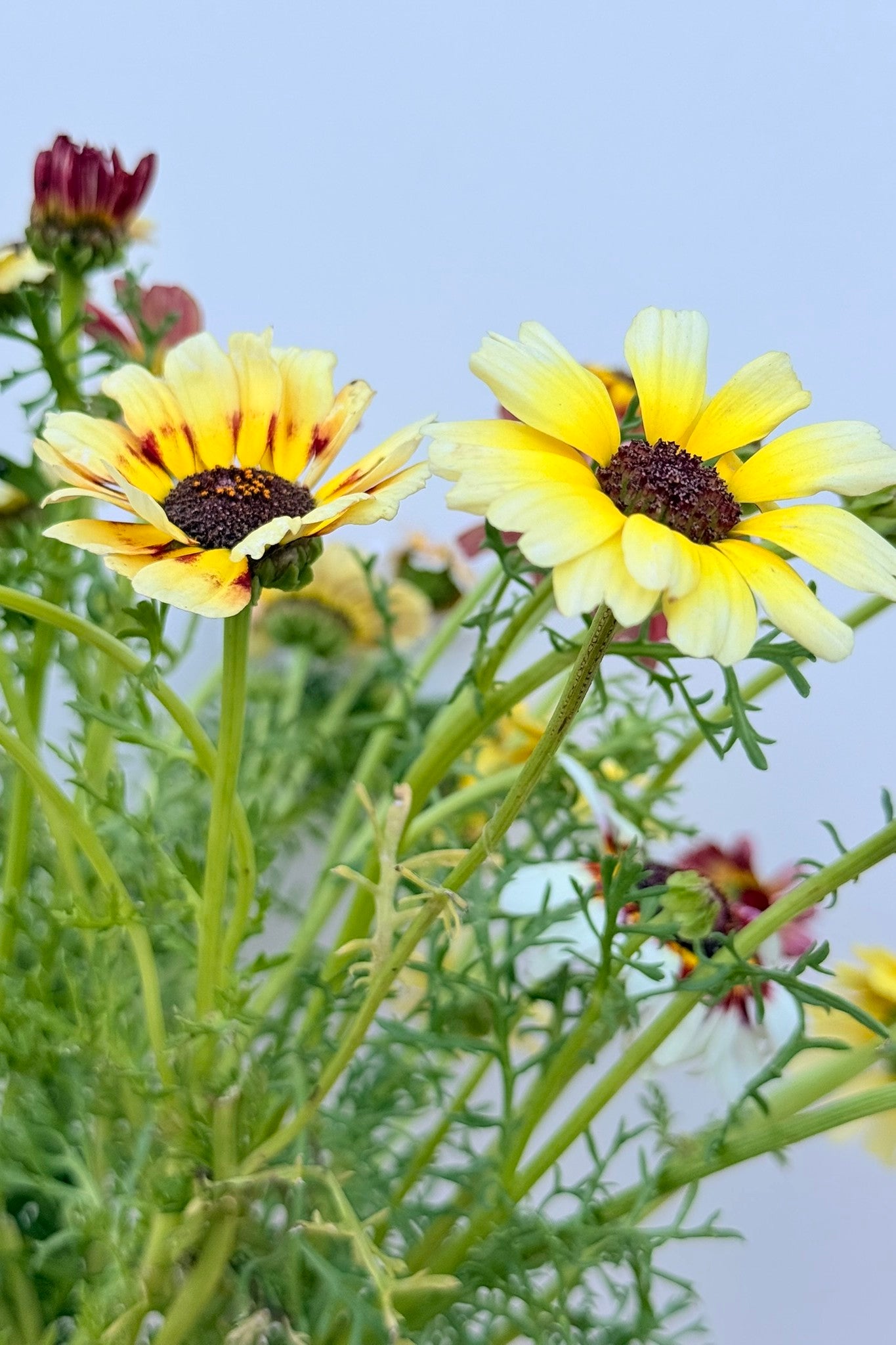 Okseøje 'Rainbow mix' - frø - 1-årige sommerblomster - til din skærehave her vist på billede 5 fra Frk. Grønt