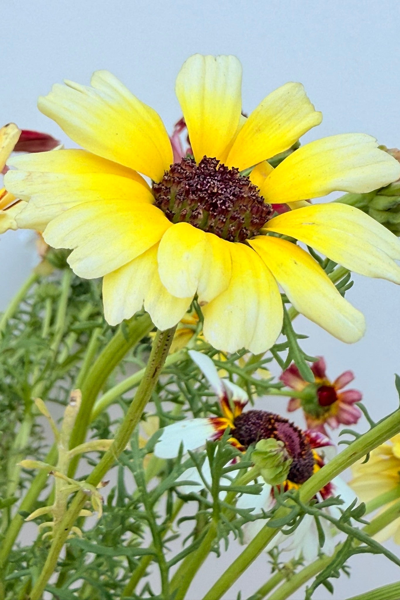 Okseøje 'Rainbow mix' - frø - 1-årige sommerblomster - til din skærehave her vist på billede 6 fra Frk. Grønt