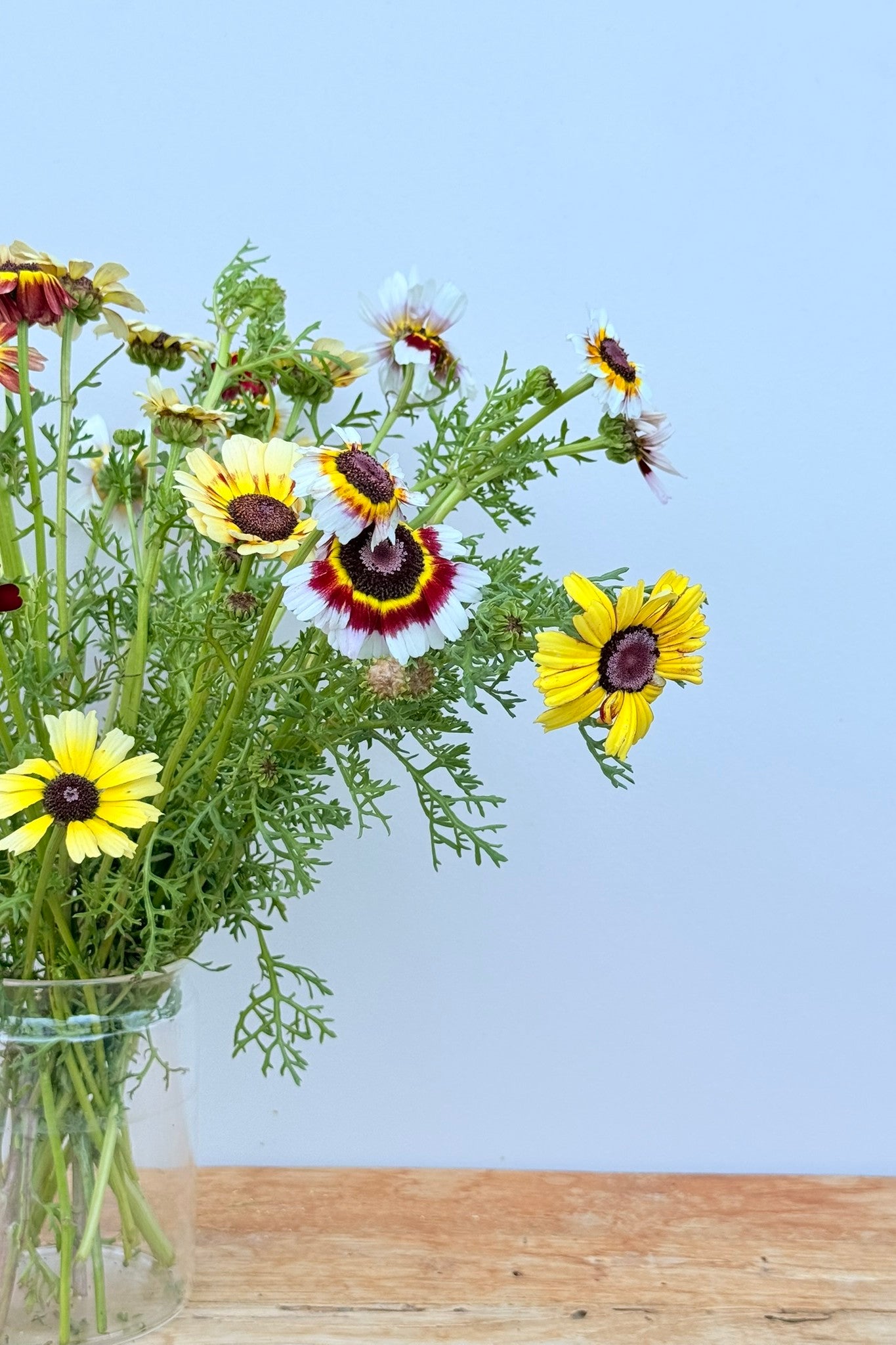 Okseøje 'Rainbow mix' - frø - 1-årige sommerblomster - til din skærehave her vist på billede 7 fra Frk. Grønt