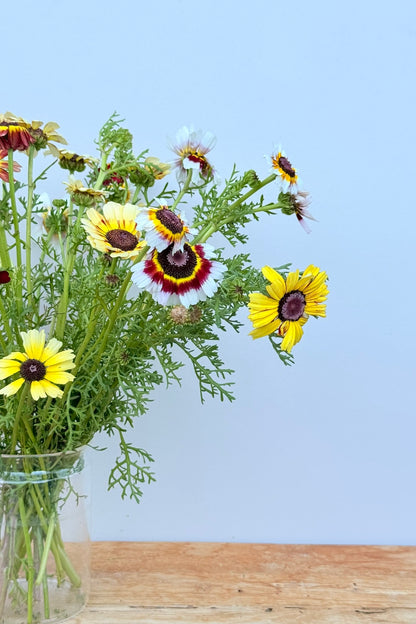 Okseøje 'Rainbow mix' - frø - 1-årige sommerblomster - til din skærehave her vist på billede 7 fra Frk. Grønt