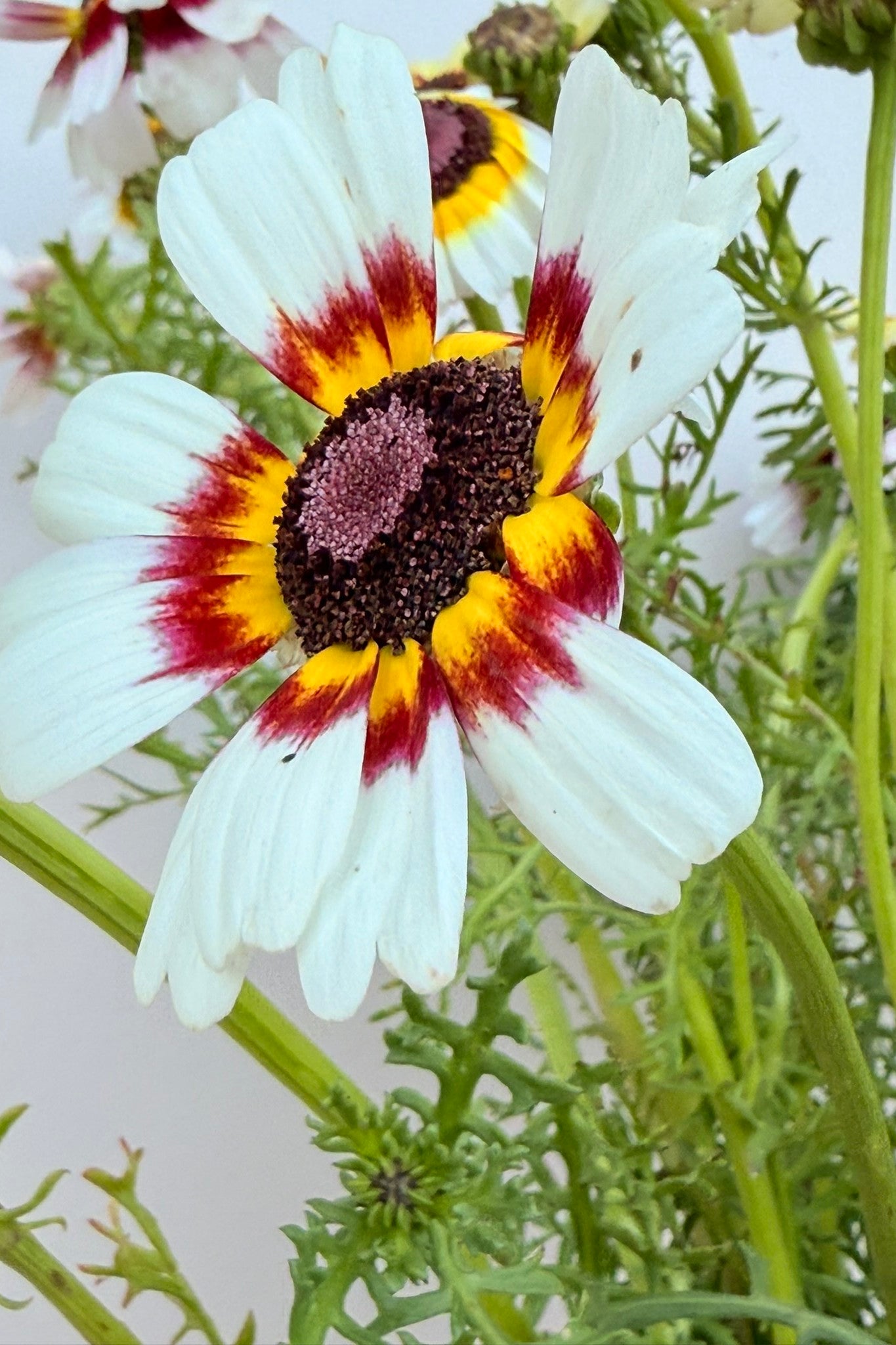 Okseøje 'Rainbow mix' - frø - 1-årige sommerblomster - til din skærehave her vist på billede 8 fra Frk. Grønt