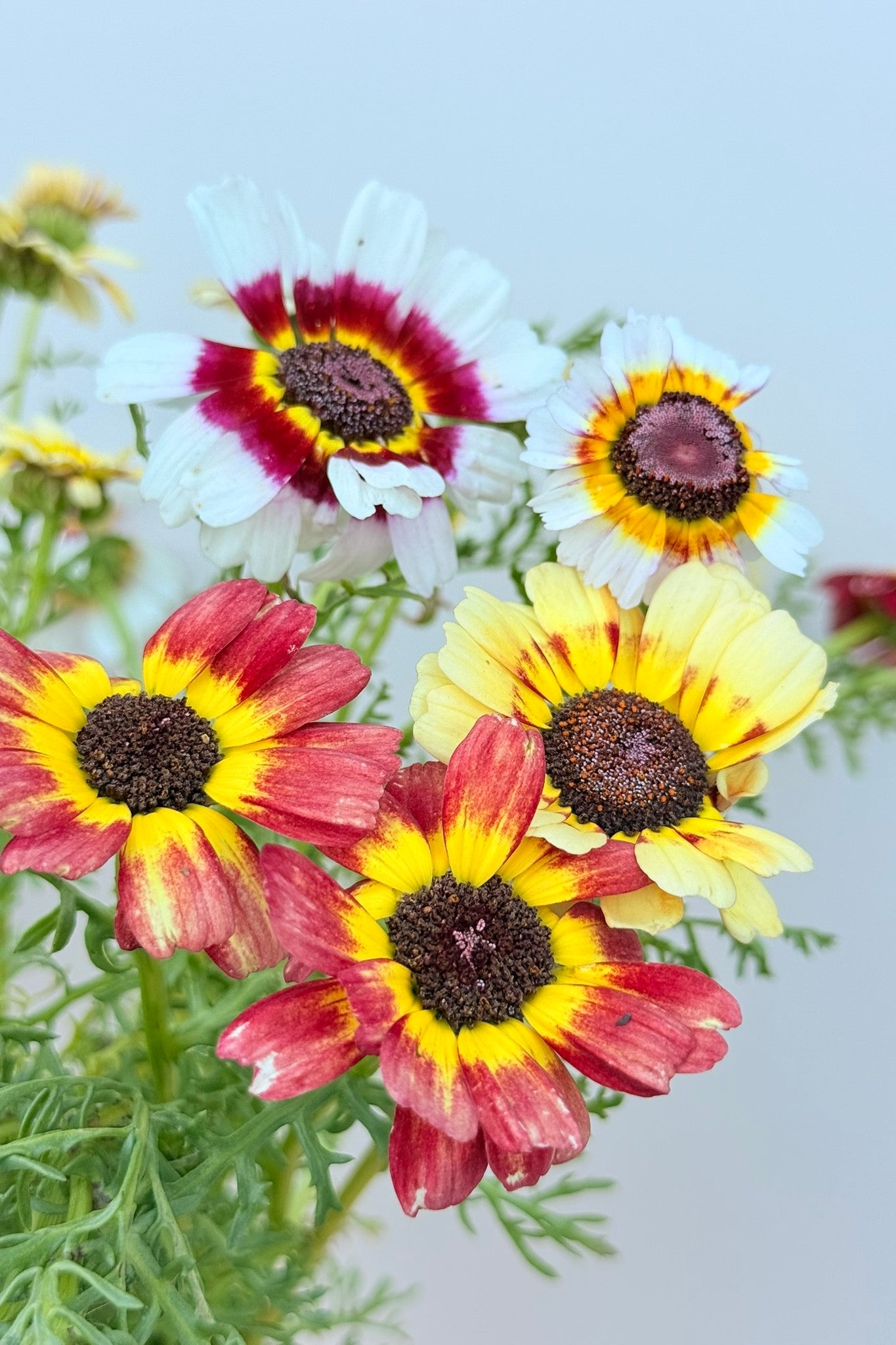 Okseøje 'Rainbow mix' - frø - 1-årige sommerblomster - til din skærehave her vist på billede 9 fra Frk. Grønt
