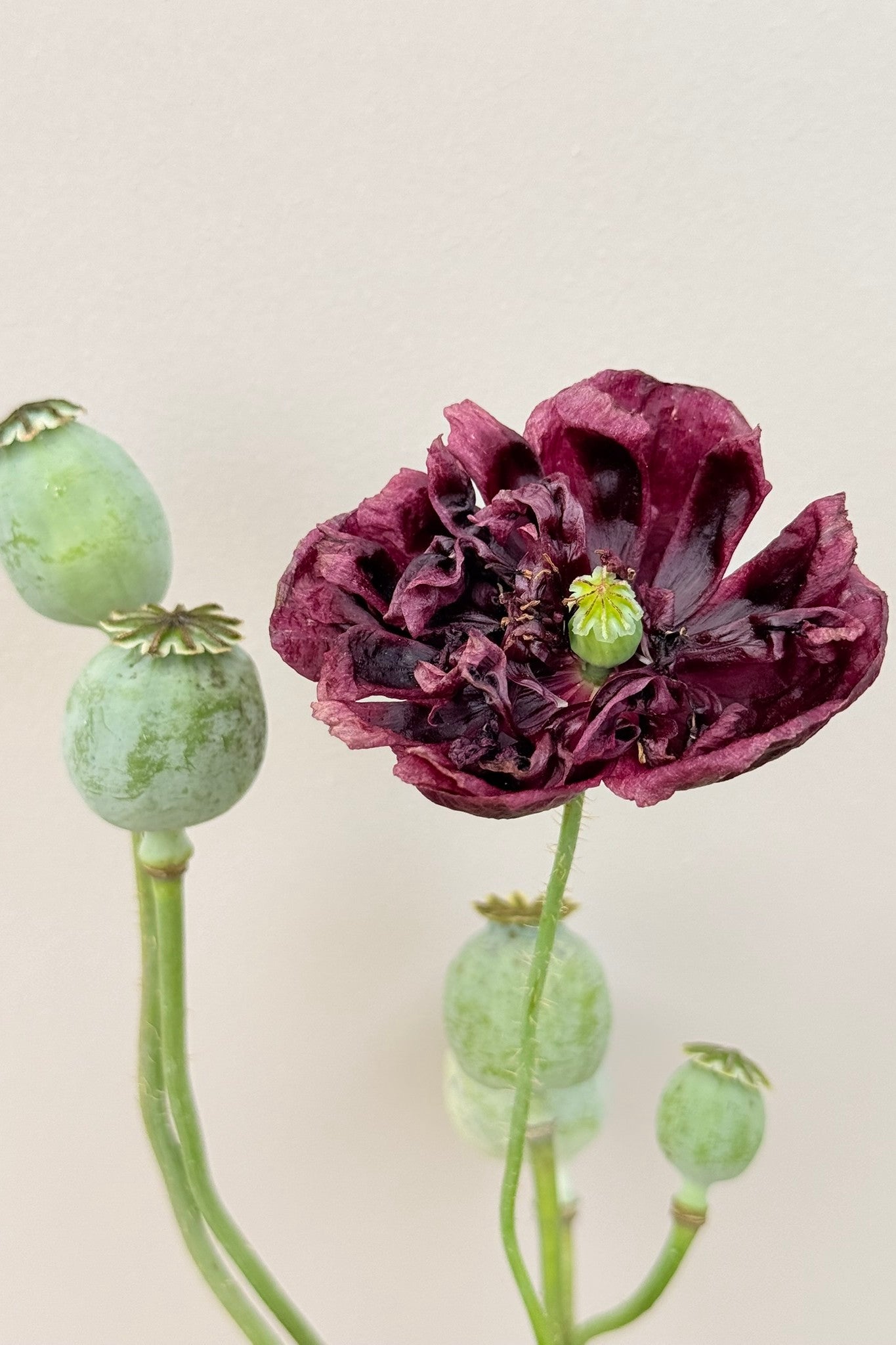 Opiomvalmue 'Black Peony' - frø - 1-årige sommerblomster - til din skærehave her vist på billede 1 fra Frk. Grønt