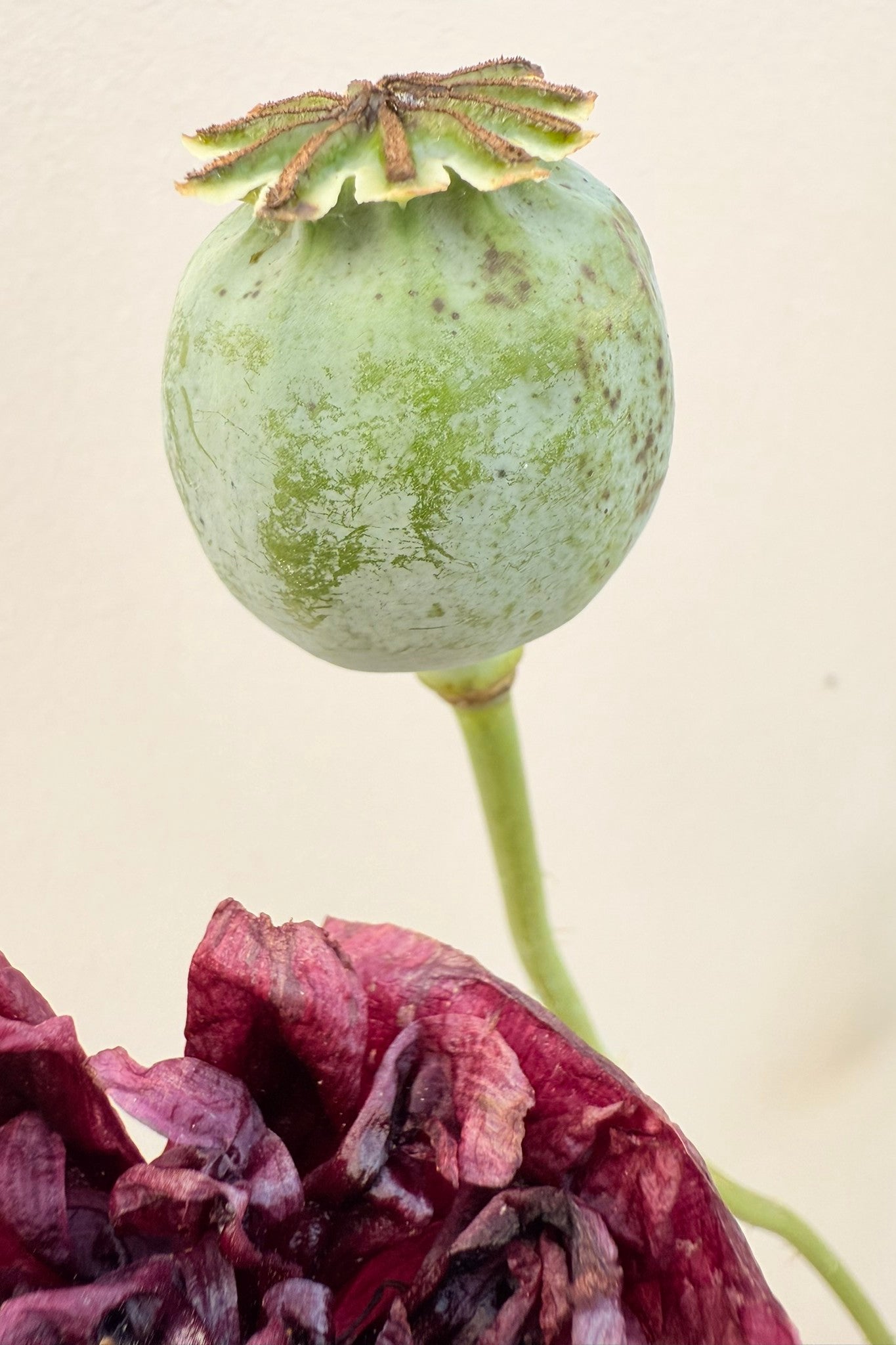 Opiomvalmue 'Black Peony' - frø - 1-årige sommerblomster - til din skærehave her vist på billede 2 fra Frk. Grønt