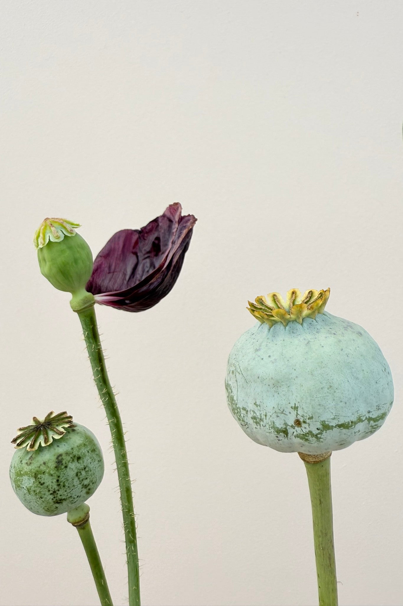 Opiomvalmue 'Black Peony' - frø - 1-årige sommerblomster - til din skærehave her vist på billede 3 fra Frk. Grønt