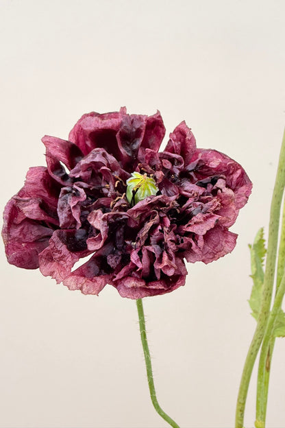 Opiomvalmue 'Black Peony' - frø - 1-årige sommerblomster - til din skærehave her vist på billede 4 fra Frk. Grønt