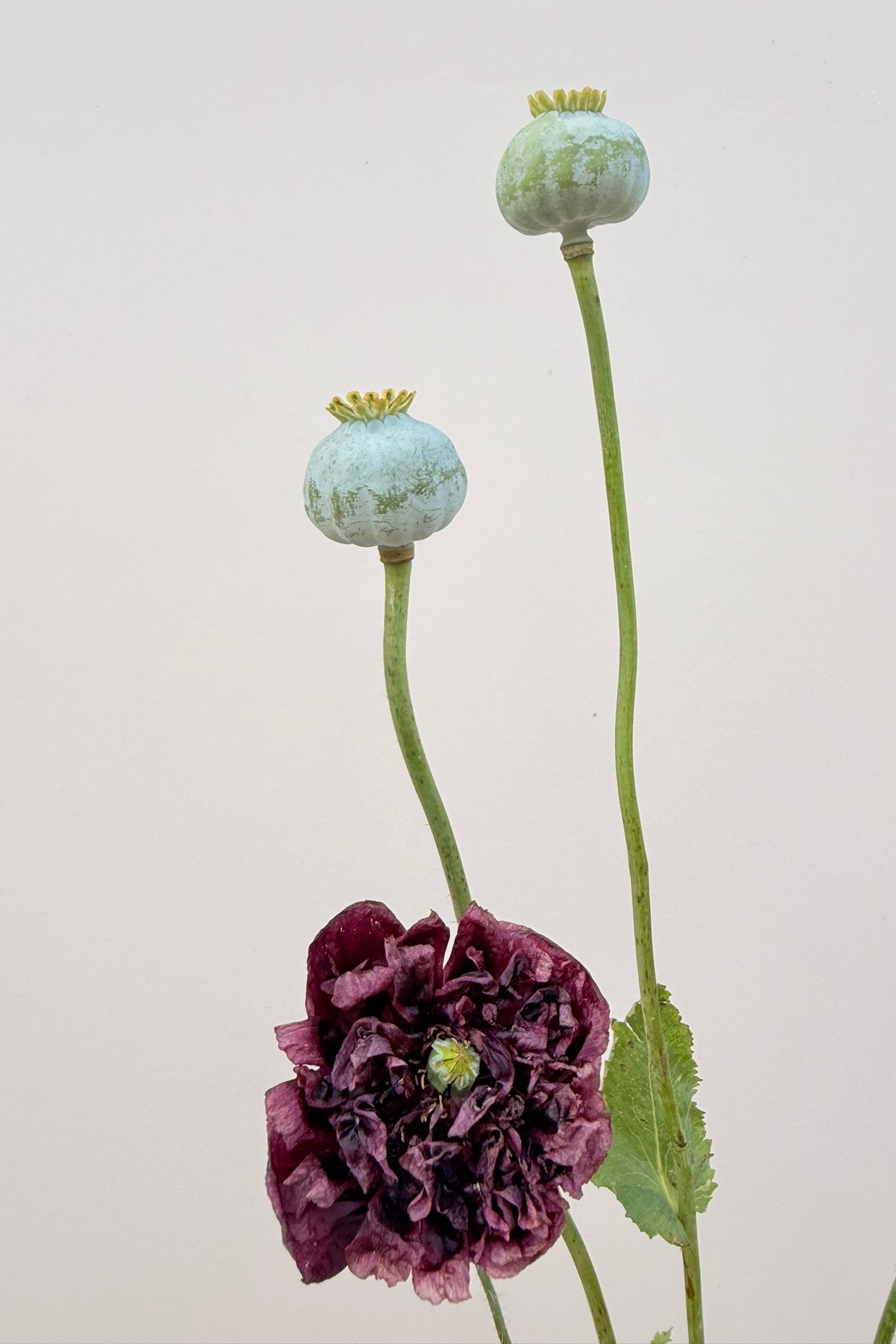 Opiomvalmue 'Black Peony' - frø - 1-årige sommerblomster - til din skærehave her vist på billede 7 fra Frk. Grønt