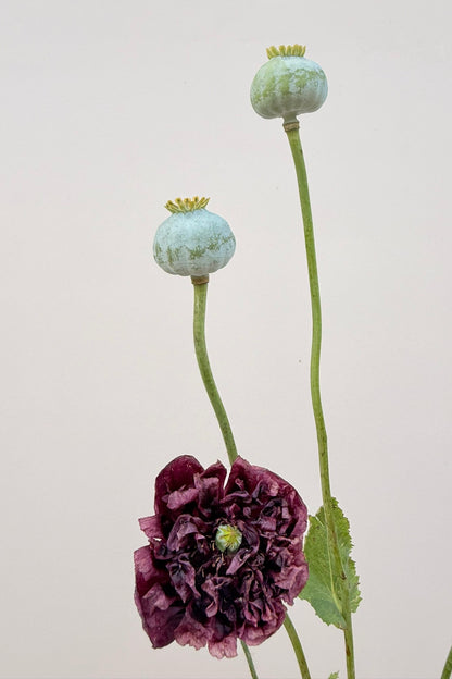 Opiomvalmue 'Black Peony' - frø - 1-årige sommerblomster - til din skærehave her vist på billede 7 fra Frk. Grønt