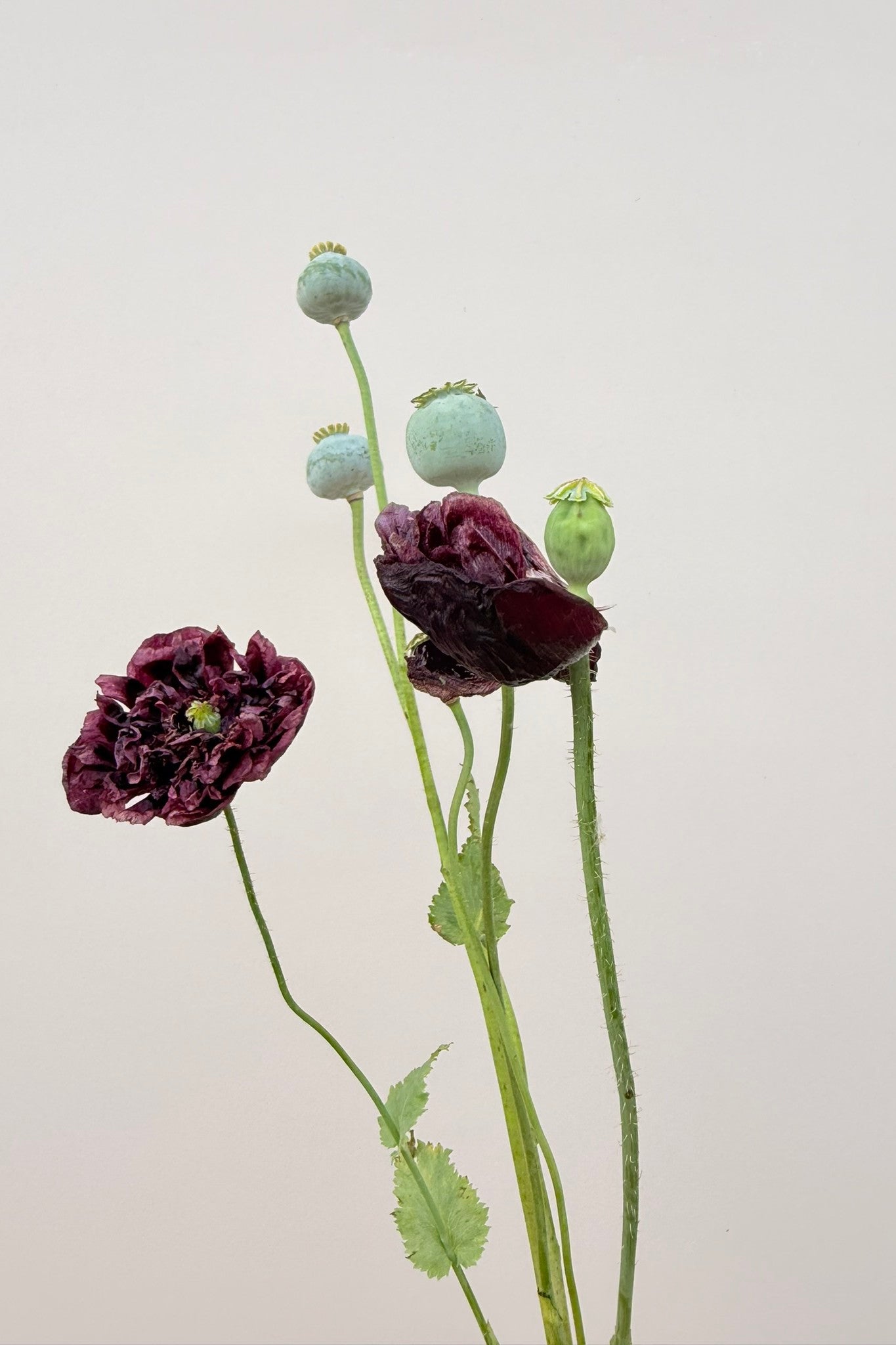 Opiomvalmue 'Black Peony' - frø - 1-årige sommerblomster - til din skærehave her vist på billede 8 fra Frk. Grønt