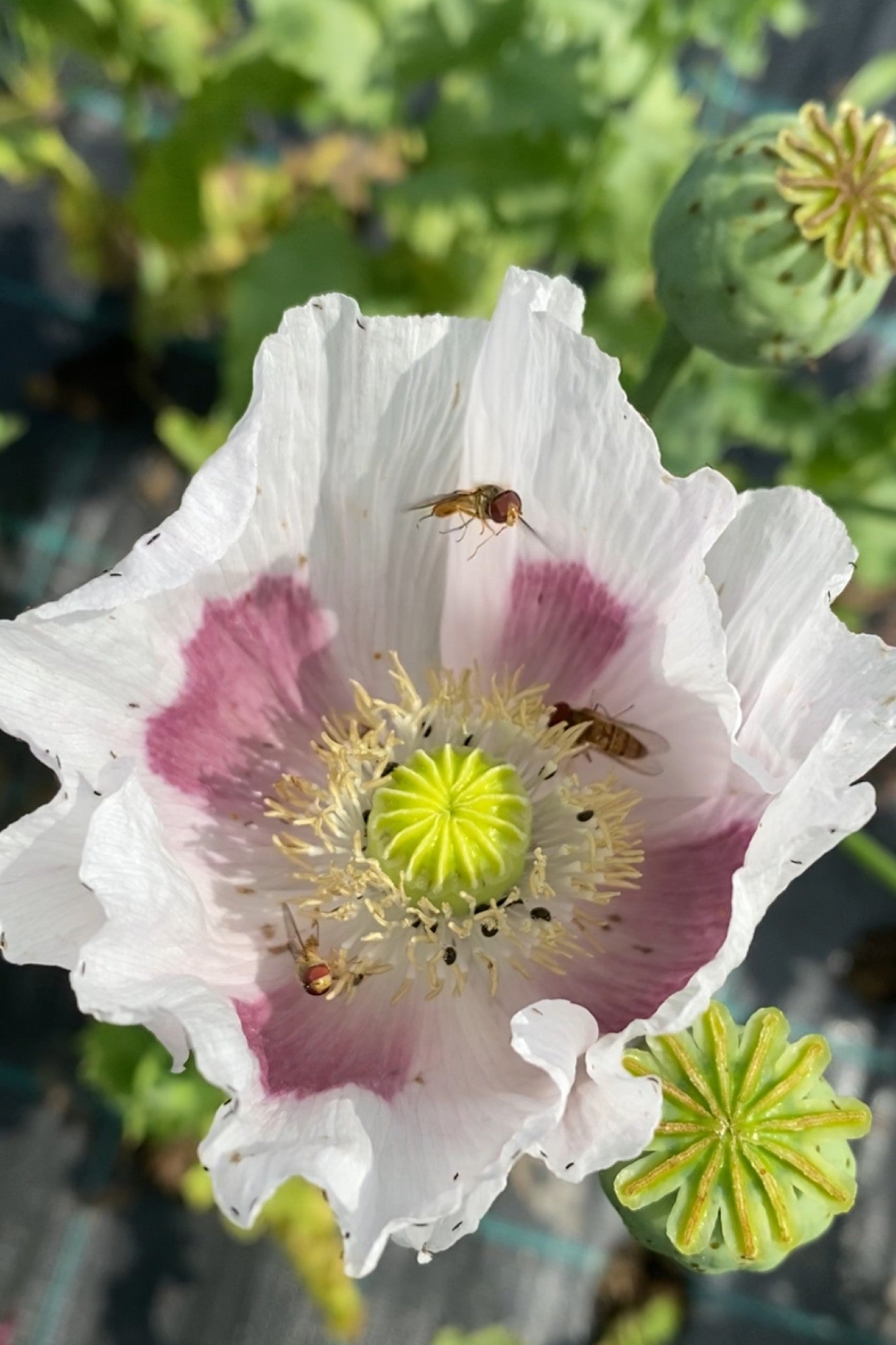 Opiomvalmue 'Breed Seed Poppy' - frø - 1-årige sommerblomster - til din skærehave her vist på billede 1 fra Frk. Grønt