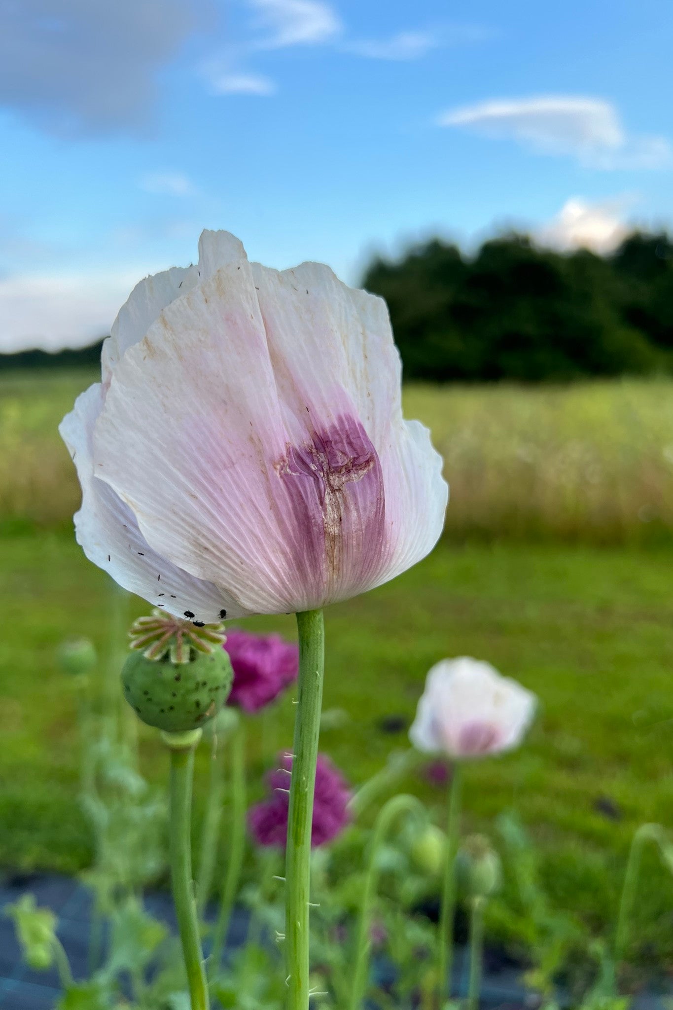 Opiomvalmue 'Breed Seed Poppy' - frø - 1-årige sommerblomster - til din skærehave her vist på billede 2 fra Frk. Grønt