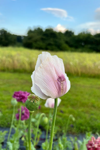Opiomvalmue 'Breed Seed Poppy' - frø - 1-årige sommerblomster - til din skærehave her vist på billede 3 fra Frk. Grønt