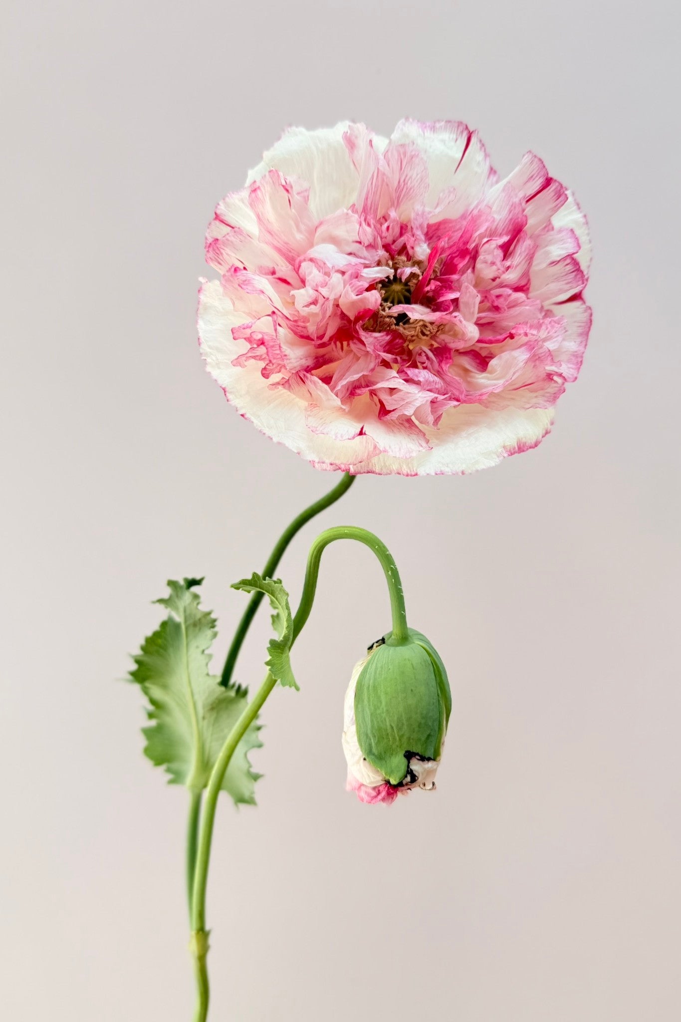 Opiomvalmue 'Flemish Antique Peony' - frø - 1-årige sommerblomster - til din skærehave her vist på billede 1 fra Frk. Grønt
