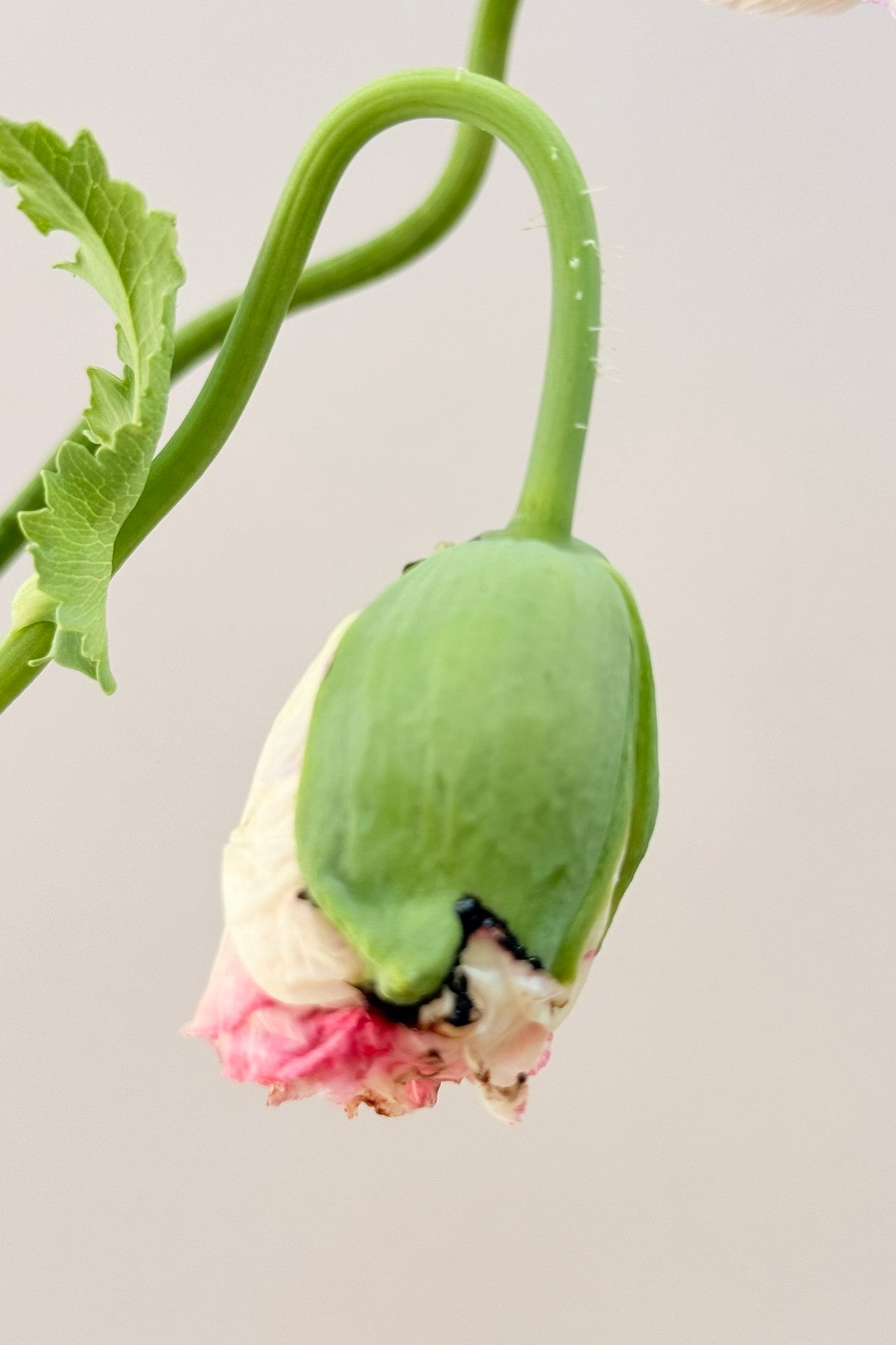 Opiomvalmue 'Flemish Antique Peony' - frø - 1-årige sommerblomster - til din skærehave her vist på billede 2 fra Frk. Grønt