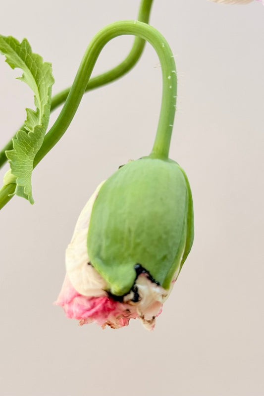 Opiomvalmue 'Flemish Antique Peony' - frø - 1-årige sommerblomster - til din skærehave her vist på billede 2 fra Frk. Grønt