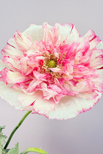 Opiomvalmue 'Flemish Antique Peony' - frø - 1-årige sommerblomster - til din skærehave her vist på billede 3 fra Frk. Grønt