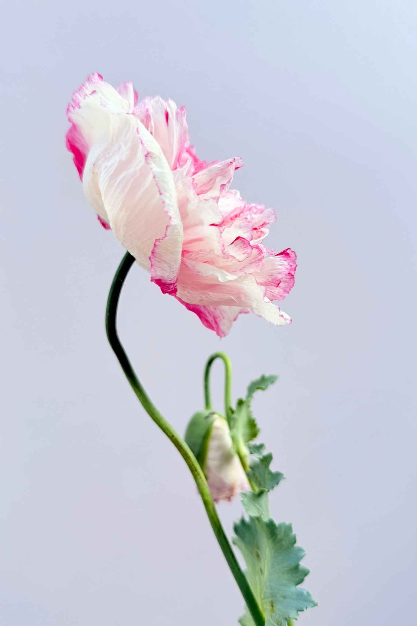 Opiomvalmue 'Flemish Antique Peony' - frø - 1-årige sommerblomster - til din skærehave her vist på billede 4 fra Frk. Grønt