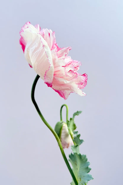 Opiomvalmue 'Flemish Antique Peony' - frø - 1-årige sommerblomster - til din skærehave her vist på billede 4 fra Frk. Grønt
