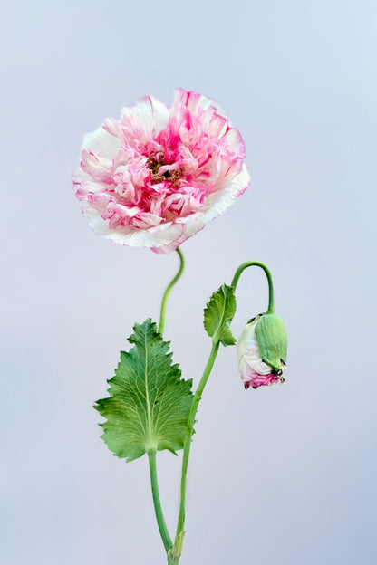 Opiomvalmue 'Flemish Antique Peony' - frø - 1-årige sommerblomster - til din skærehave her vist på billede 5 fra Frk. Grønt