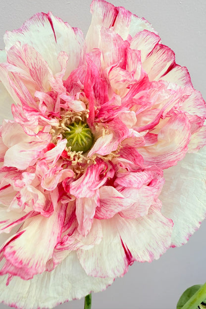 Opiomvalmue 'Flemish Antique Peony' - frø - 1-årige sommerblomster - til din skærehave her vist på billede 6 fra Frk. Grønt