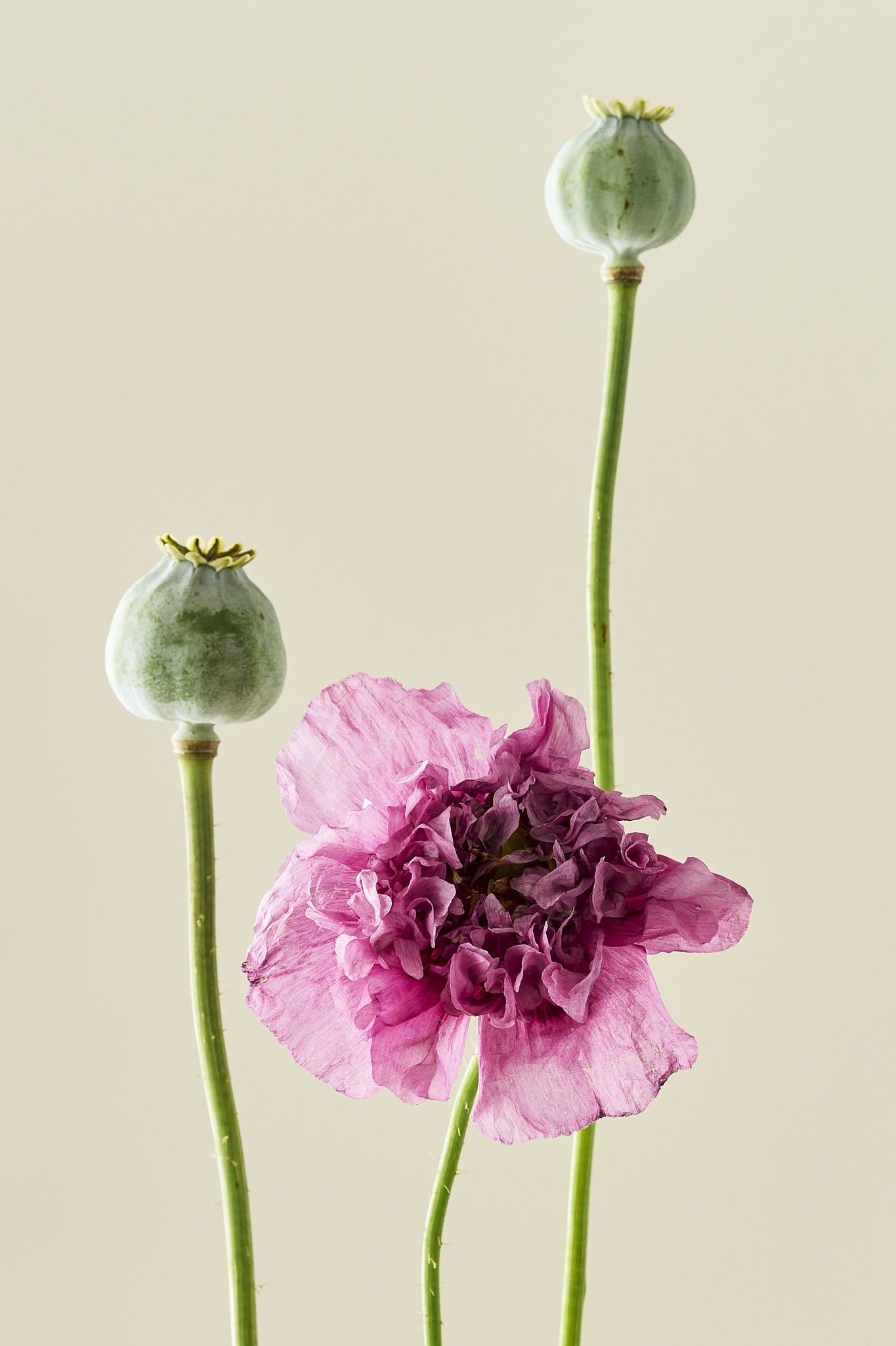 Opiomvalmue 'Purple Peony' - frø - 1-årige sommerblomster - til din skærehave her vist på billede 1 fra Frk. Grønt