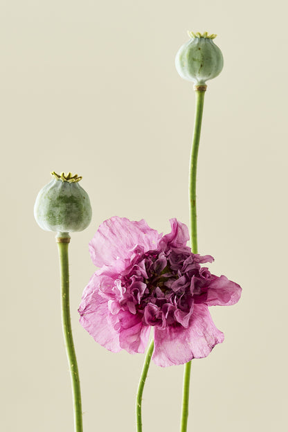 Opiomvalmue 'Purple Peony' - frø - 1-årige sommerblomster - til din skærehave her vist på billede 1 fra Frk. Grønt