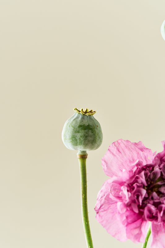 Opiomvalmue 'Purple Peony' - frø - 1-årige sommerblomster - til din skærehave her vist på billede 2 fra Frk. Grønt