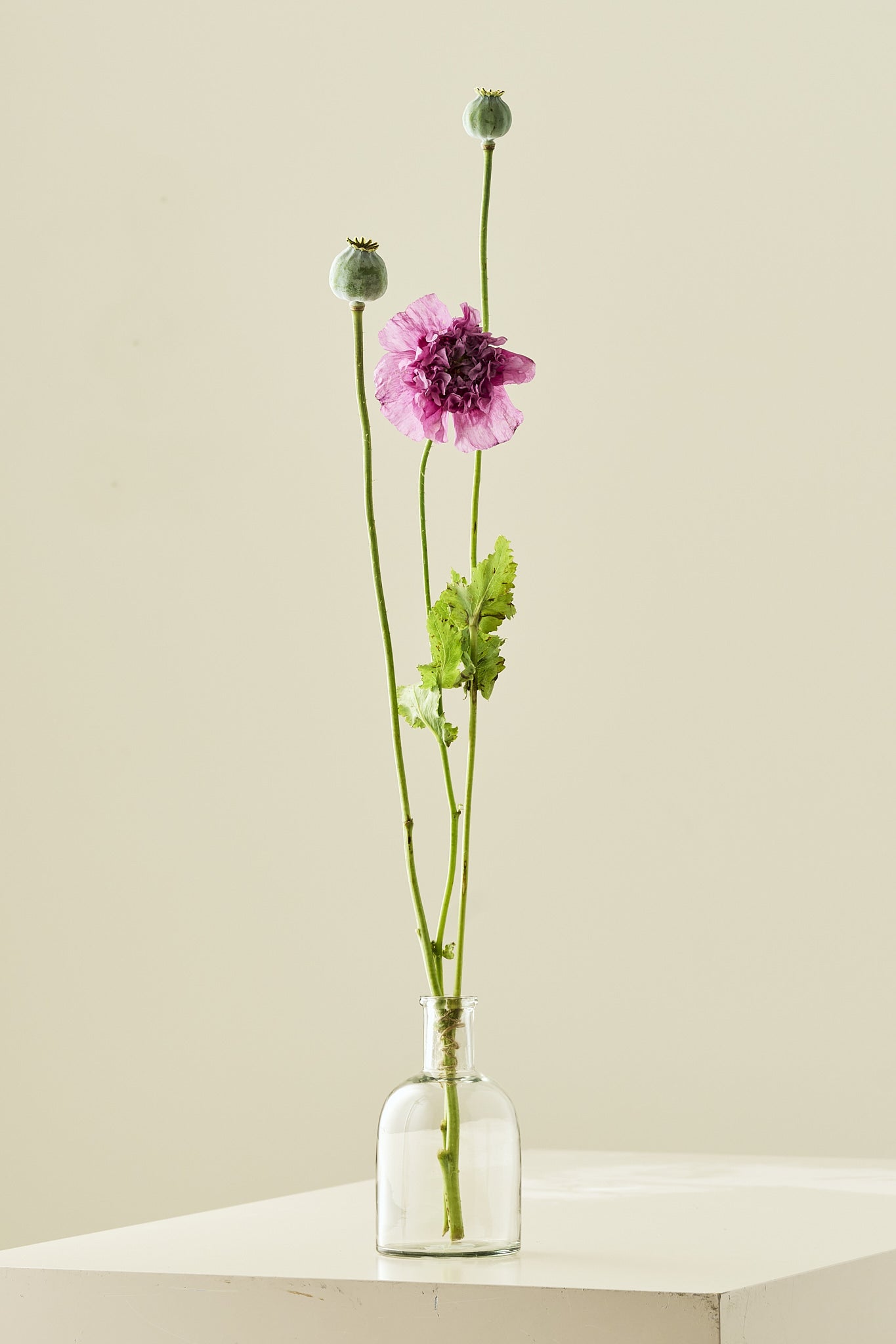 Opiomvalmue 'Purple Peony' - frø - 1-årige sommerblomster - til din skærehave her vist på billede 3 fra Frk. Grønt