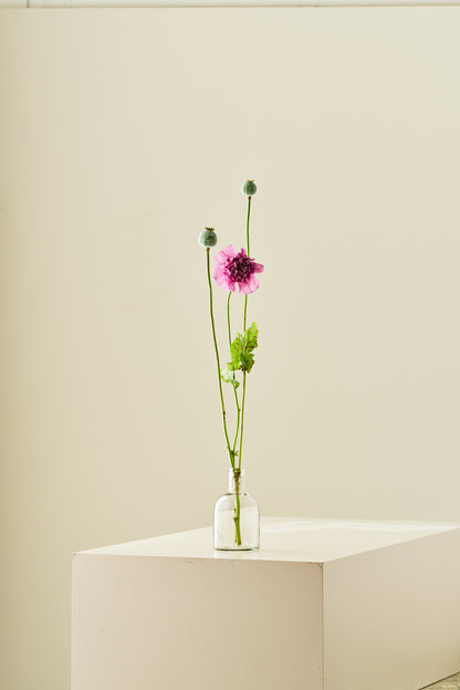 Opiomvalmue 'Purple Peony' - frø - 1-årige sommerblomster - til din skærehave her vist på billede 8 fra Frk. Grønt