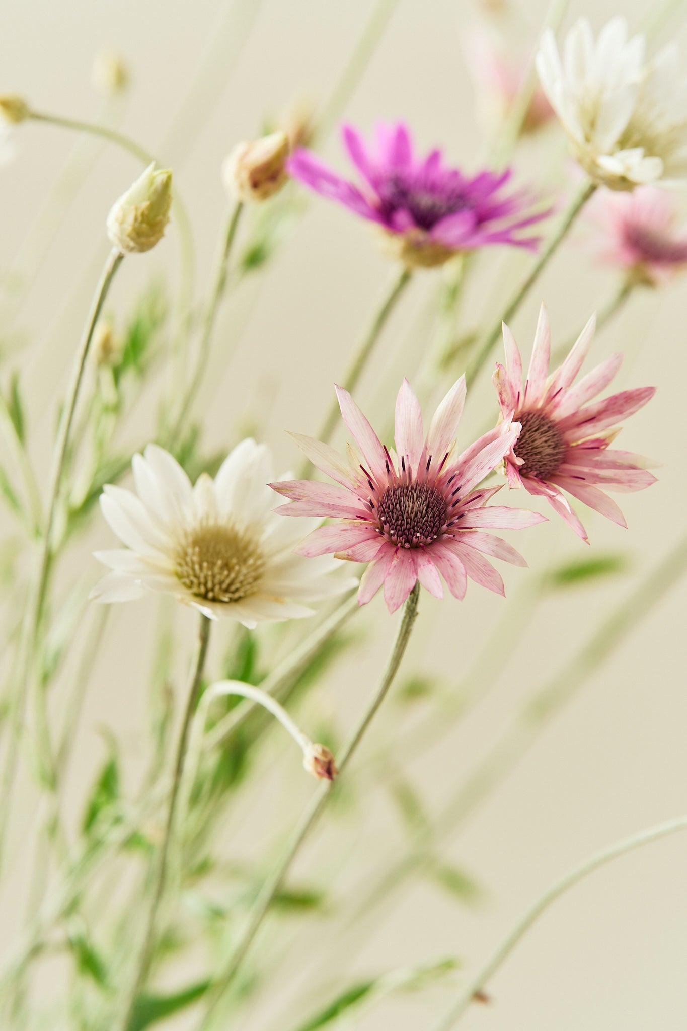 Papirblomst 'Mixture' frø - 1-årige sommerblomster - til din skærehave her vist på billede 1 fra Frk. Grønt