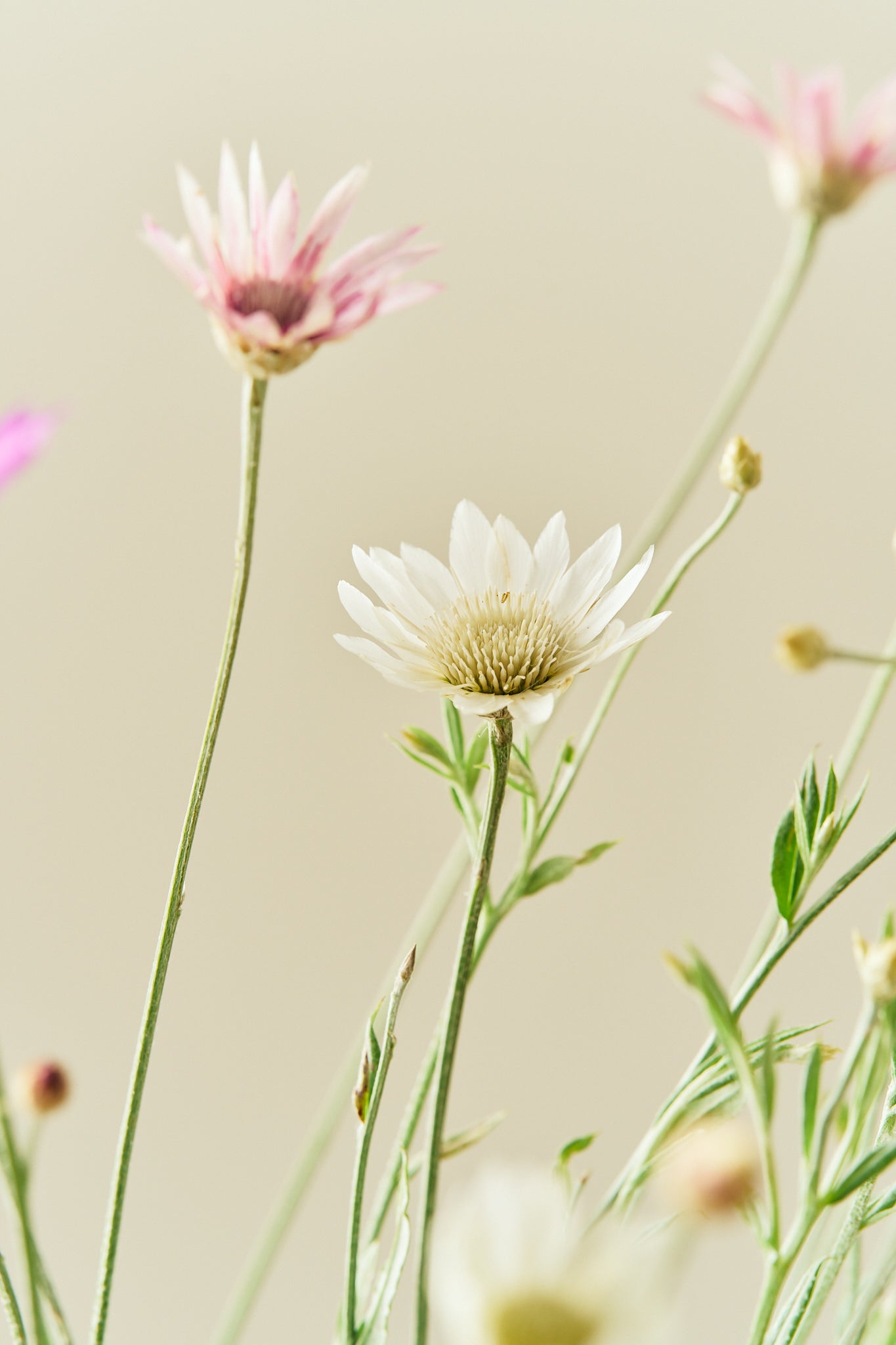 Papirblomst 'Mixture' frø - 1-årige sommerblomster - til din skærehave her vist på billede 2 fra Frk. Grønt