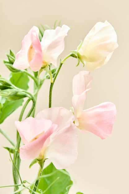 Ærteblomst 'Spring Sunshine Champagne' - frø