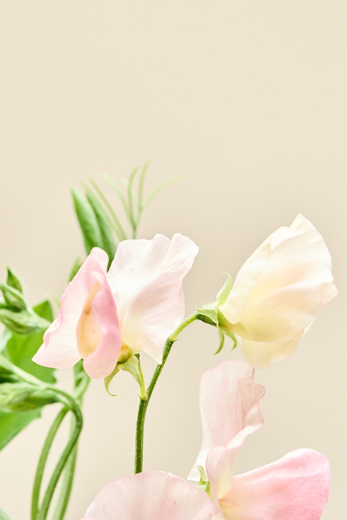 Ærteblomst 'Spring Sunshine Champagne' - frø