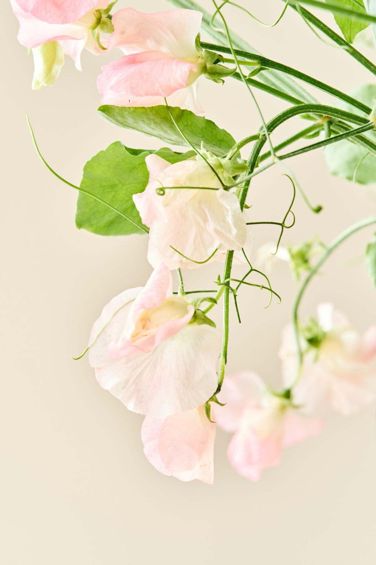 Ærteblomst 'Spring Sunshine Champagne' - frø