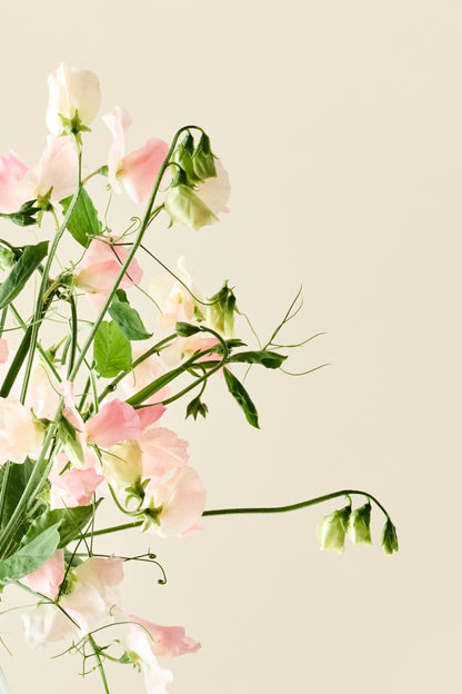 Ærteblomst 'Spring Sunshine Champagne' - frø