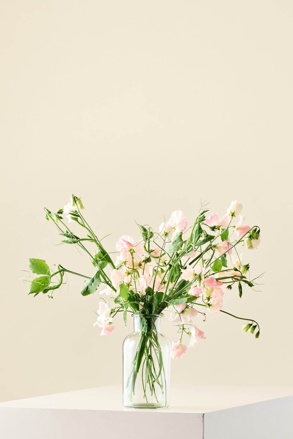 Ærteblomst 'Spring Sunshine Champagne' - frø